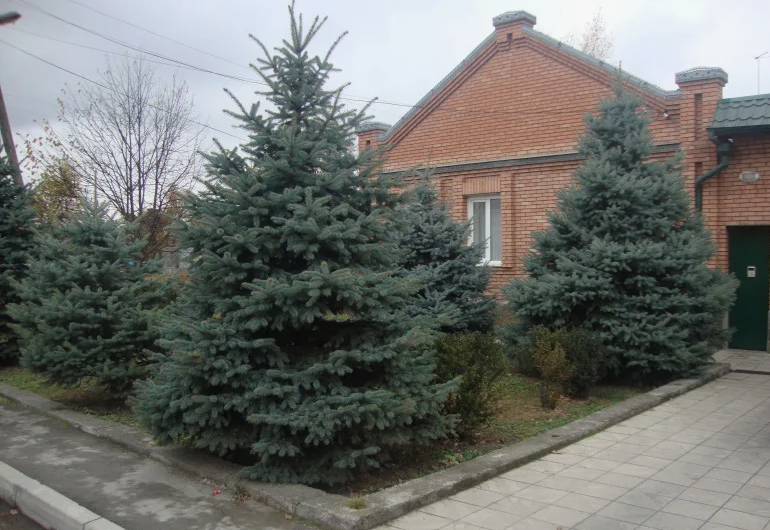 Хвойные возле дома