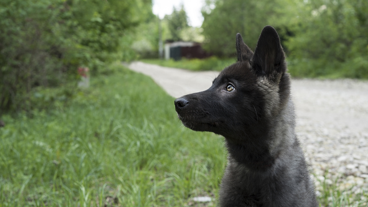 Мой волченок Сумаша. На фото ему 5 месяцев=)
