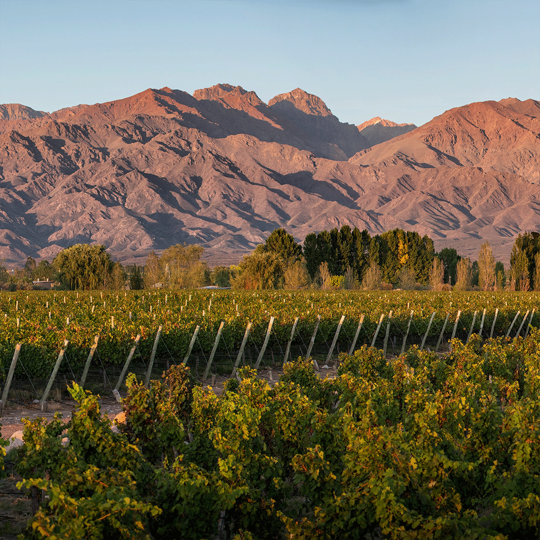 #66 Kaiken →→→