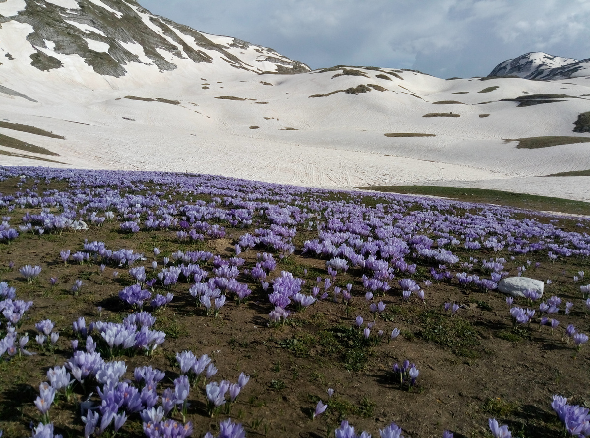 Поляна с крокусами