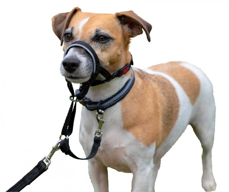 Недоуздок для собак COA "HALTI Headcollar"