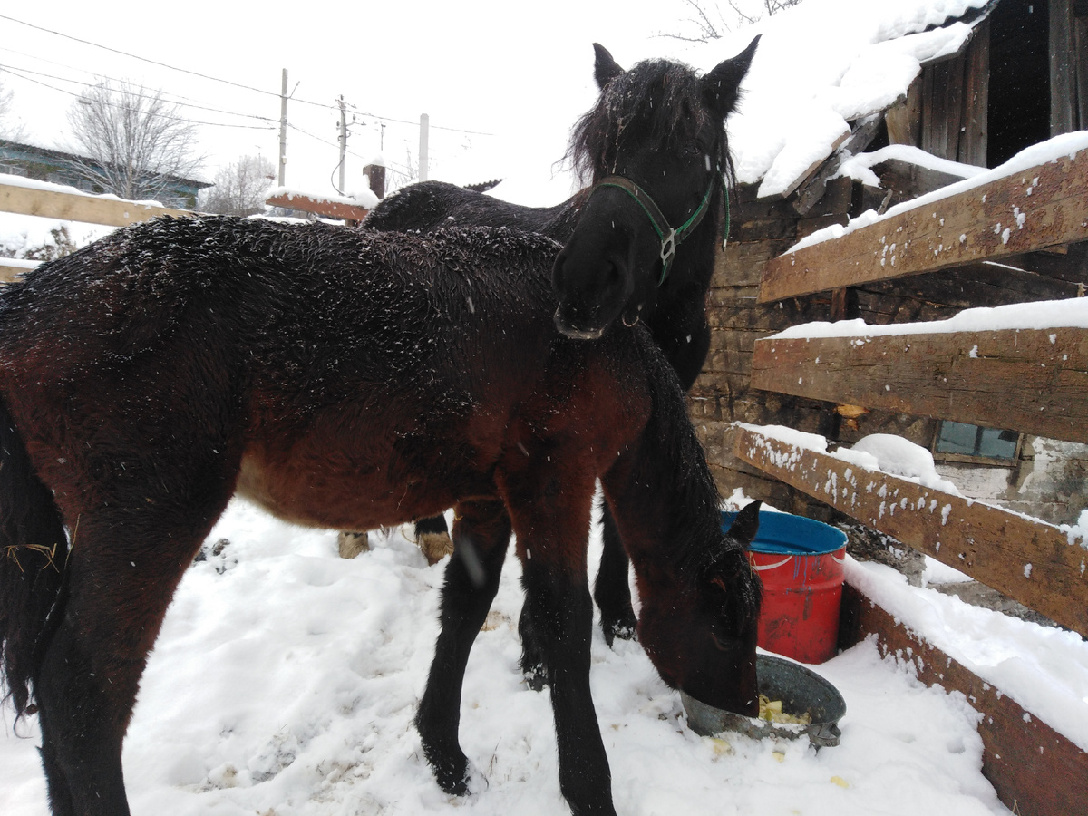 Вороная Мурка и гнедая Пея