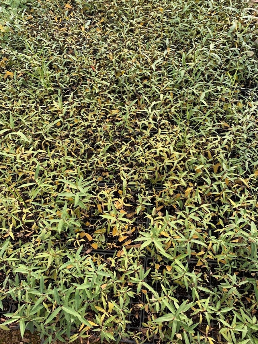 А это уже реклама, я вырастил для своих целей вот такую вот иву, чтобы высадить ветрозащиту у нас на производстве. Если интересно сотрудничество, заходите в паблик вк.