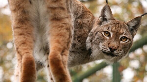    CC BY 2.0 / Henry Ransby / European Linx