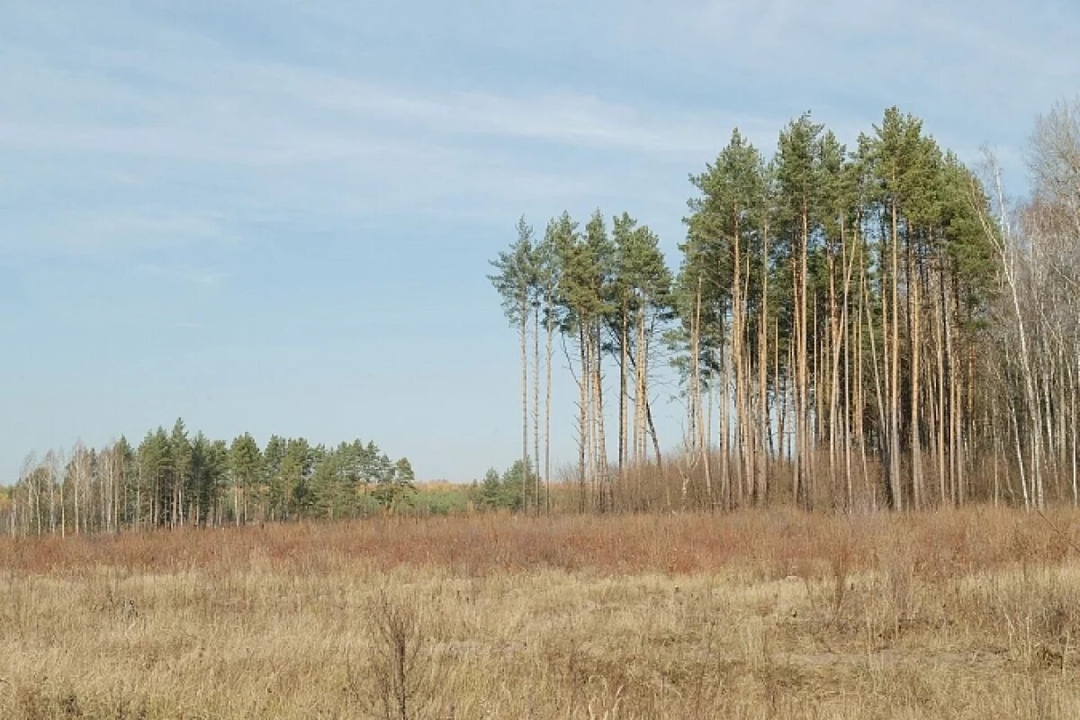    В Тульской области обсудили мероприятия по уходу за лесами