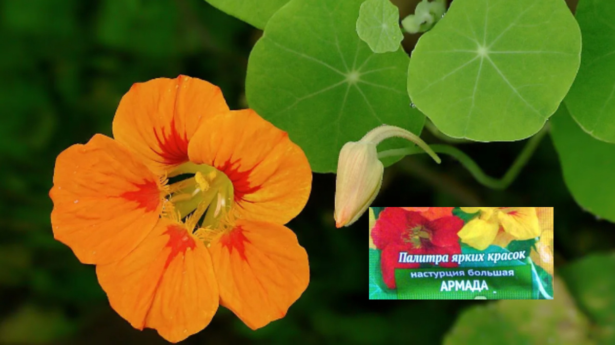 Настурция большая. Коллаж автора