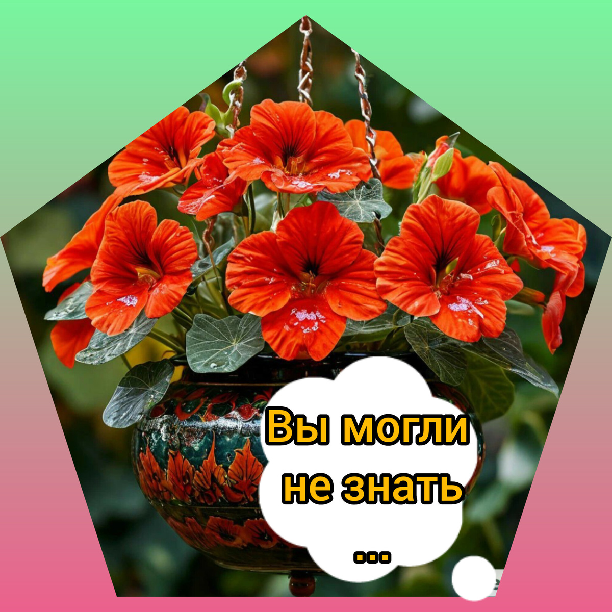Вы могли не знать, что настурция - уникальный цветок. Мем автора