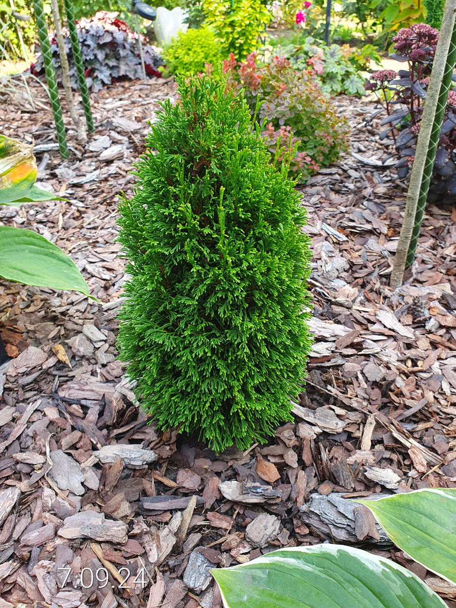 Туя западная МАКС.