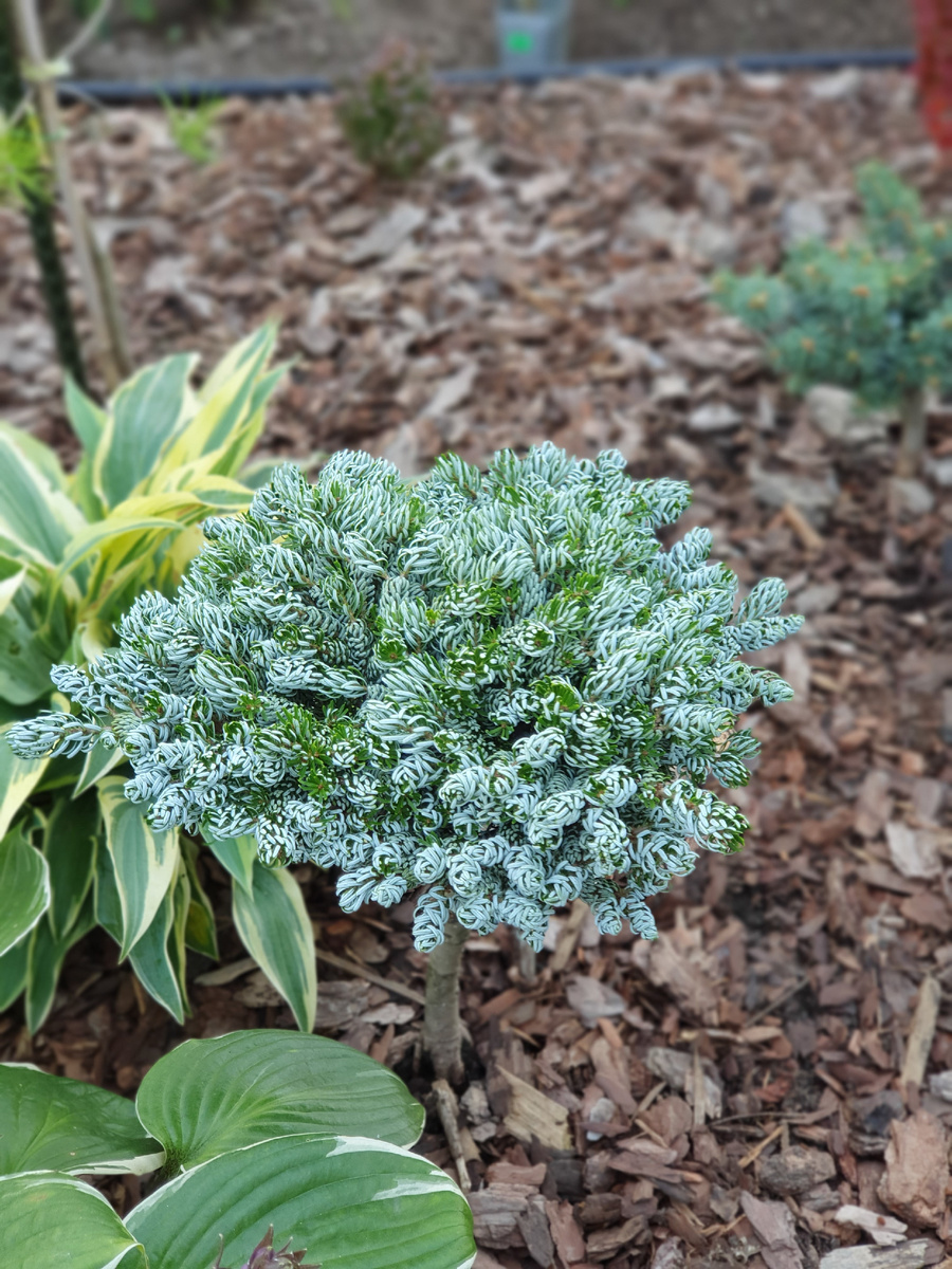 Пихта корейская Когоутс Айсбрекер.  Первую зиму под притеночной сеткой перенесла на 5+. Август.