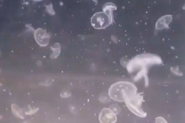    Ушастые медузы