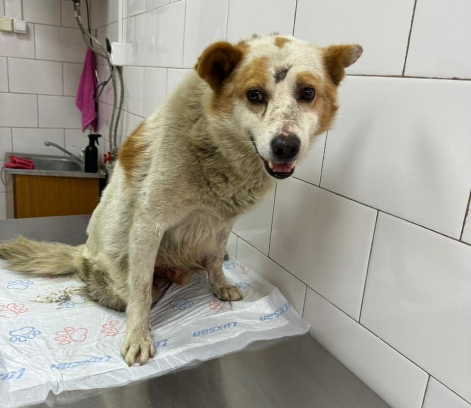 Шарик прибыл в клинику