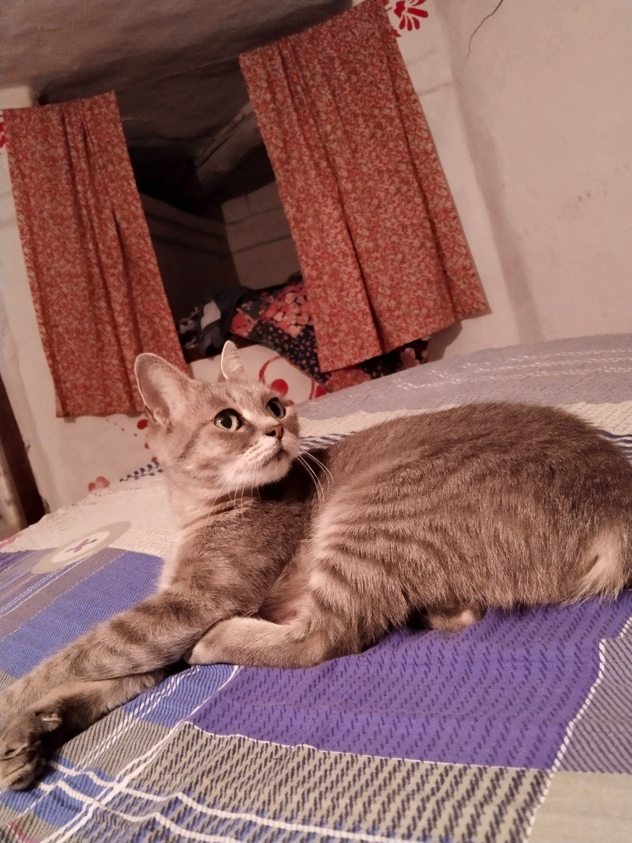 Этот серый эксперт с 13-ти летним стажем и чувствительным пищеварением расскажет вам все о лакомствах "Dreamies" (далее Дримс) 