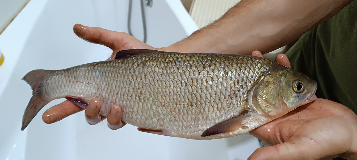 Фамилии этого рыбаса не знаю😆