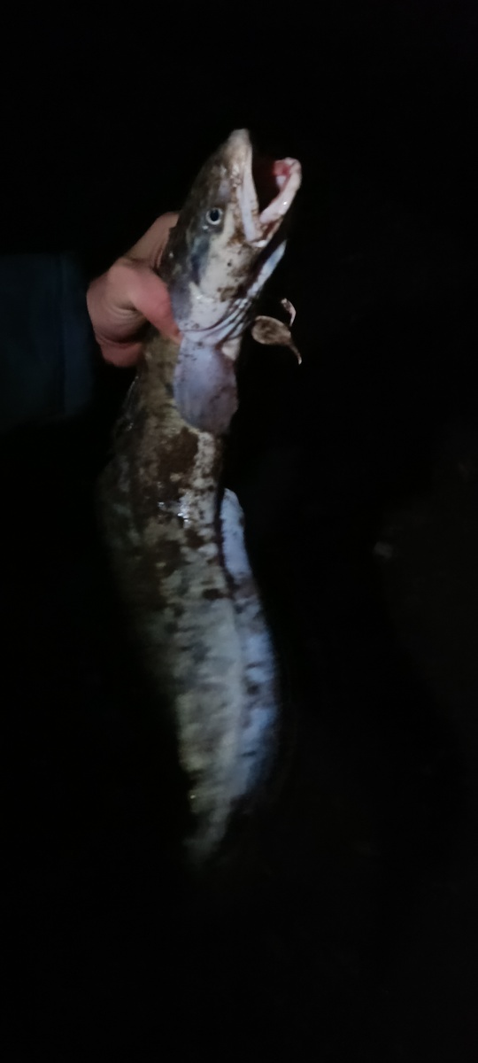 А этого знаю! Налим он! 