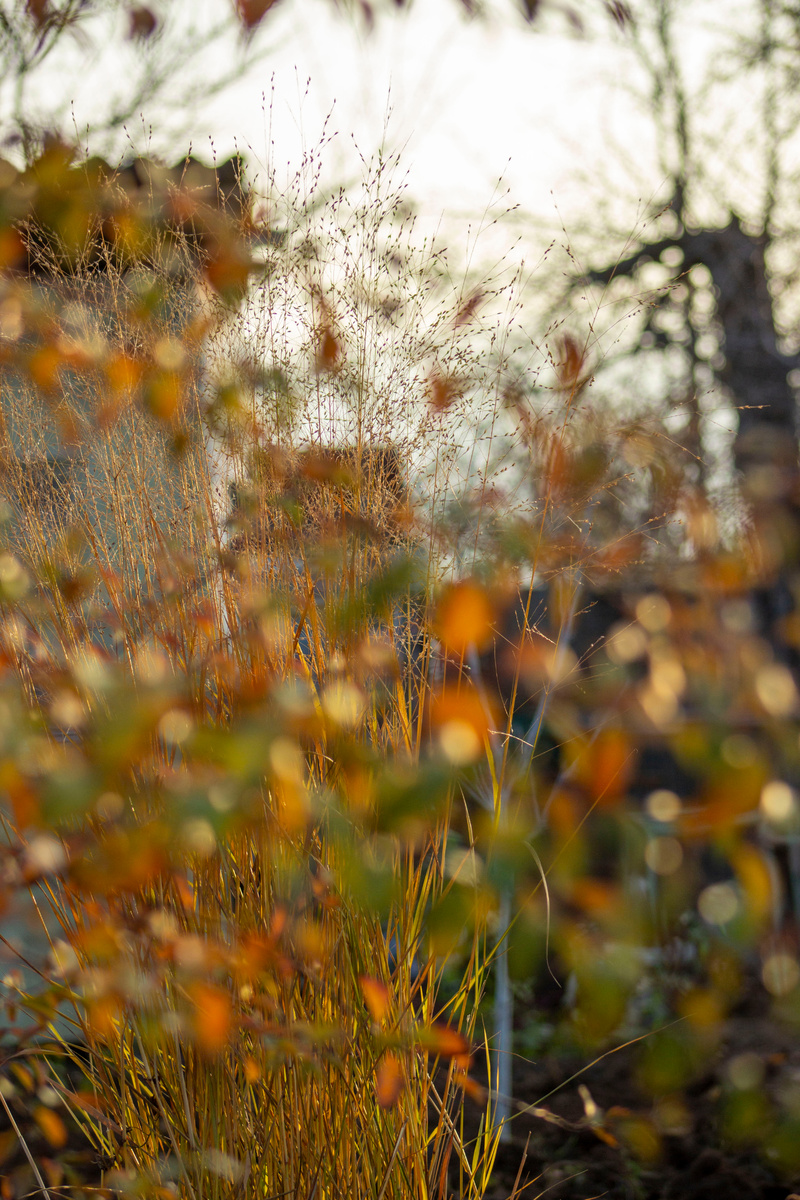 Просо теперь выглядывает через куст спиреи. Мне красиво