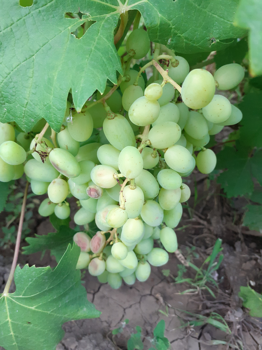 Так уж получается, что морозостойкие сорта горят на солнце