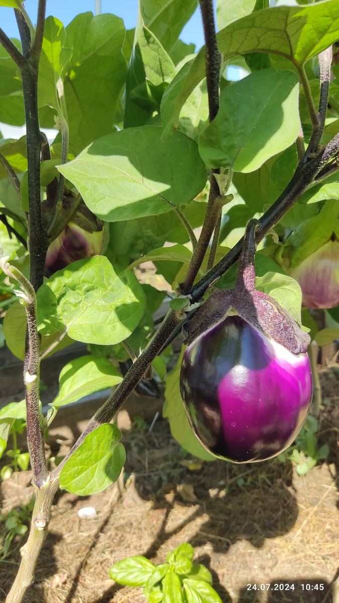 Слева виднеется второй плод итальянца, а справа зефирчик выглядывает 