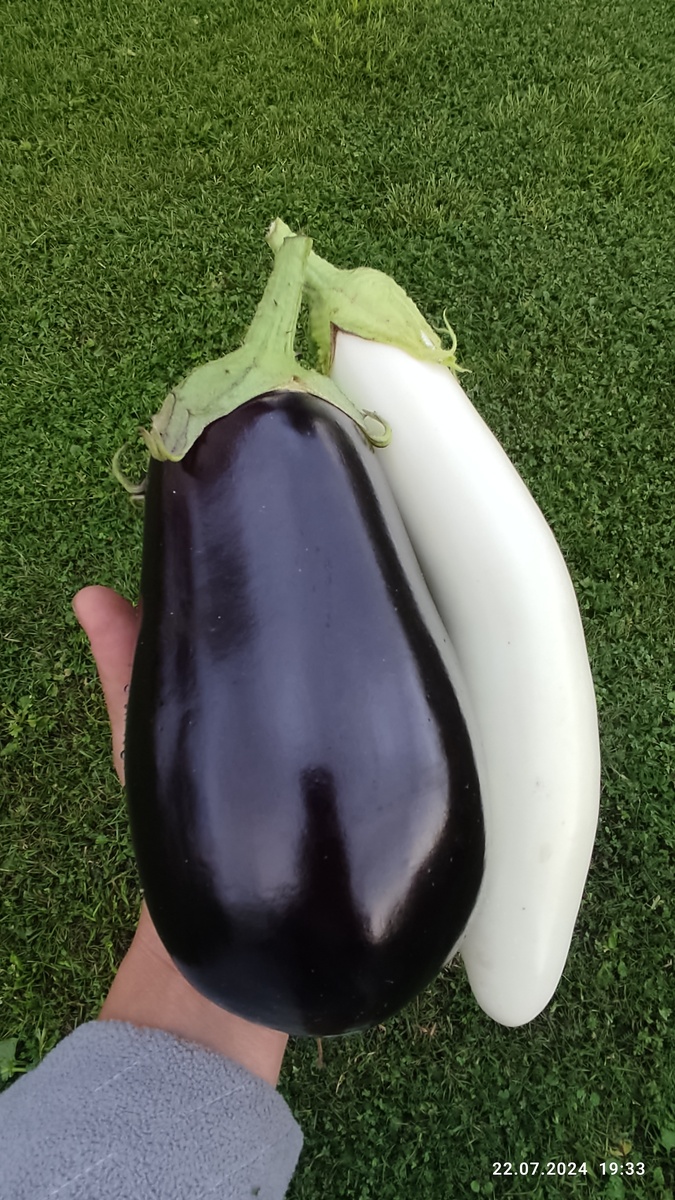 Вот не помню точно он тут с Шараповой как раз перед готовкой мусаки из них. Ох и вкусная штука!