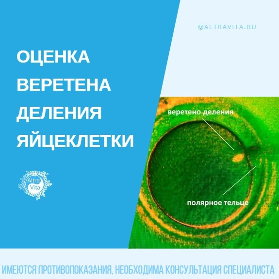 Оценка веретена деления яйцеклетки