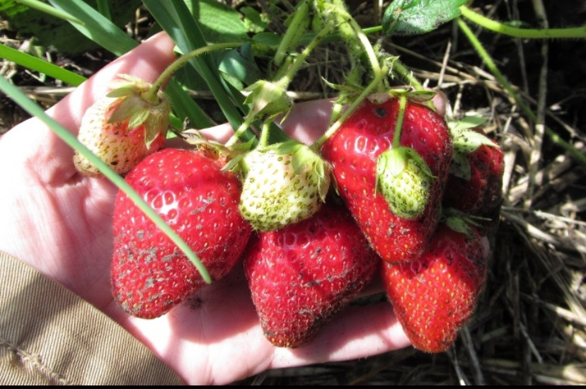 Как посадить клубнику осенью, особенно поздней: тонкости удачной посадки. Чтобы клубничные кусты быстро укоренялись, приживались - и порадовали урожаем на следующий год. И почему часто при поздней посадке мало ягод: про некоторые сложности.