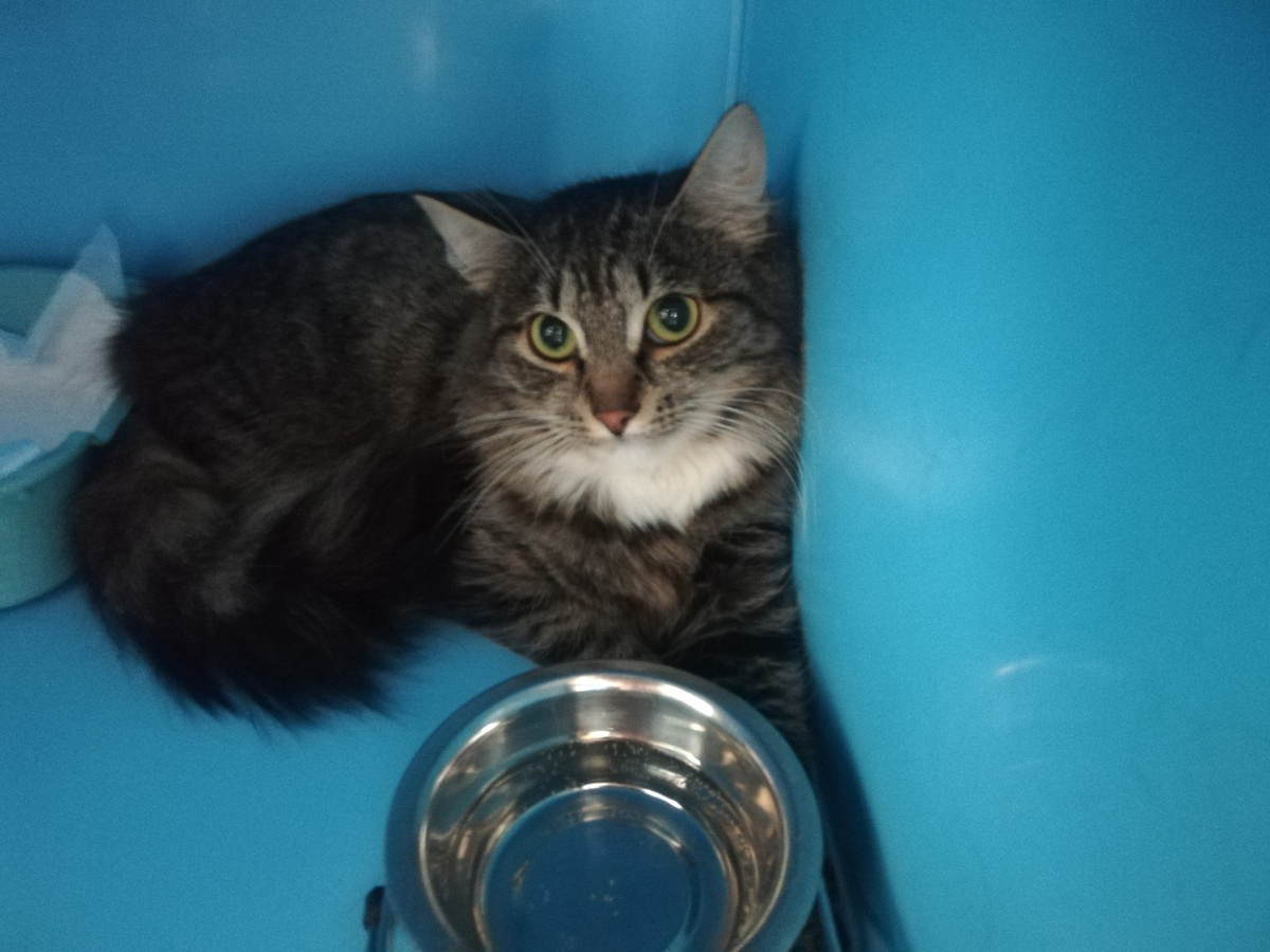 Первые дни спасения Бруняши