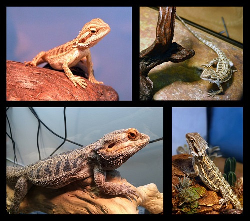  📷    Гоби — имя бородатого дракона, который до своей смерти в 2018 году был талисманом Turtle Rock Studios