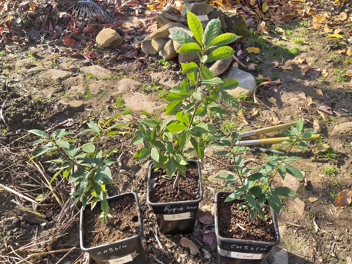 Дуб сизый (слева и справа), Дуб буровато-жёлтый (в центре)