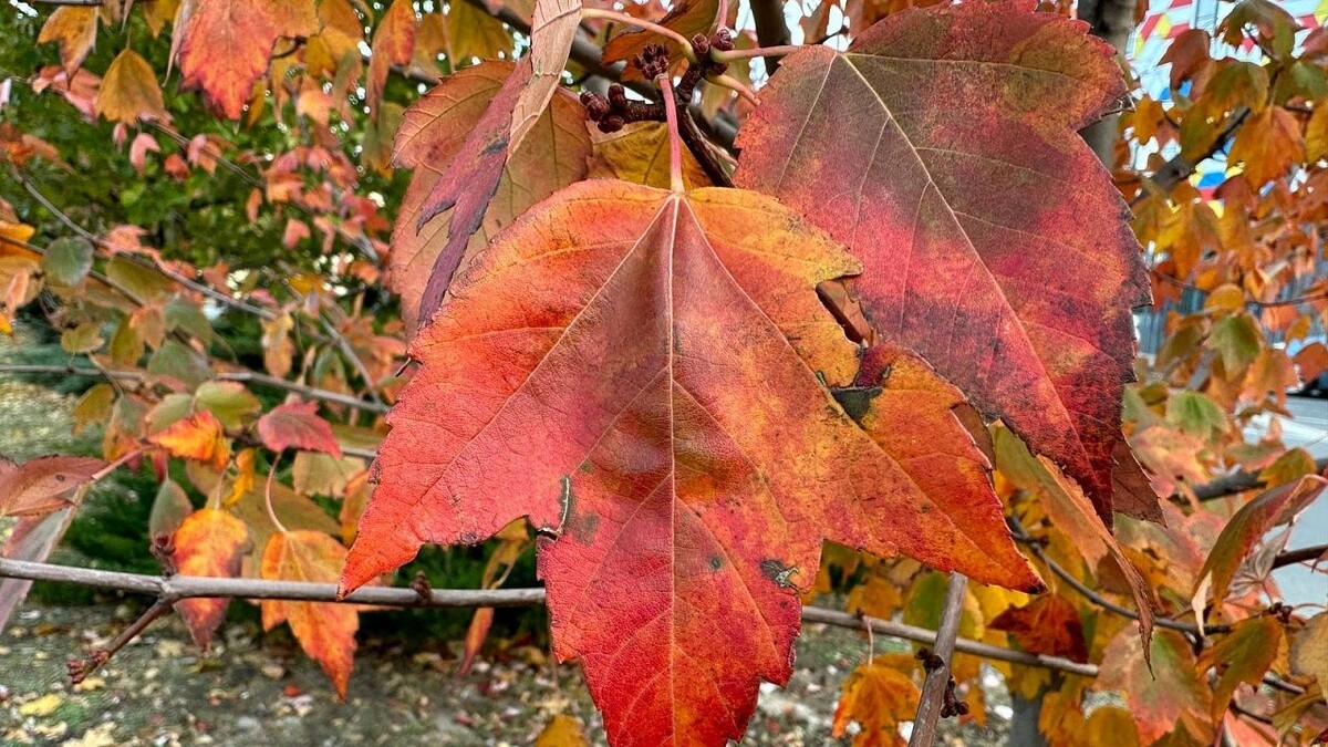    Фото: телеканал «Краснодар»