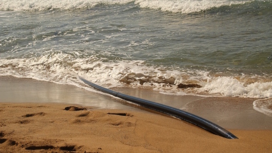    Германия и Финляндия расследуют повреждение кабеля связи на дне Балтики Егор Гордеев