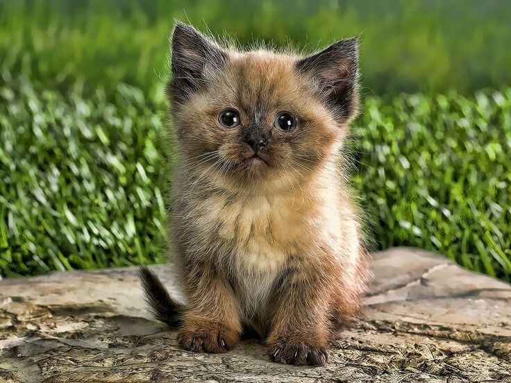 Фото ru.pinterest.com