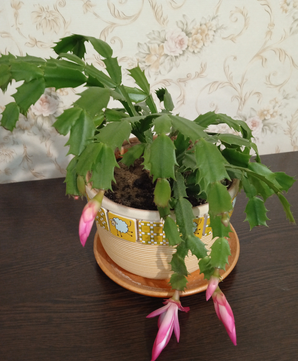 Декабрист уже начал цвести.