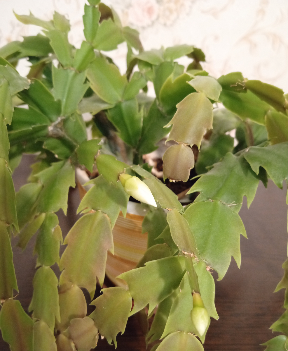 Это второй.      