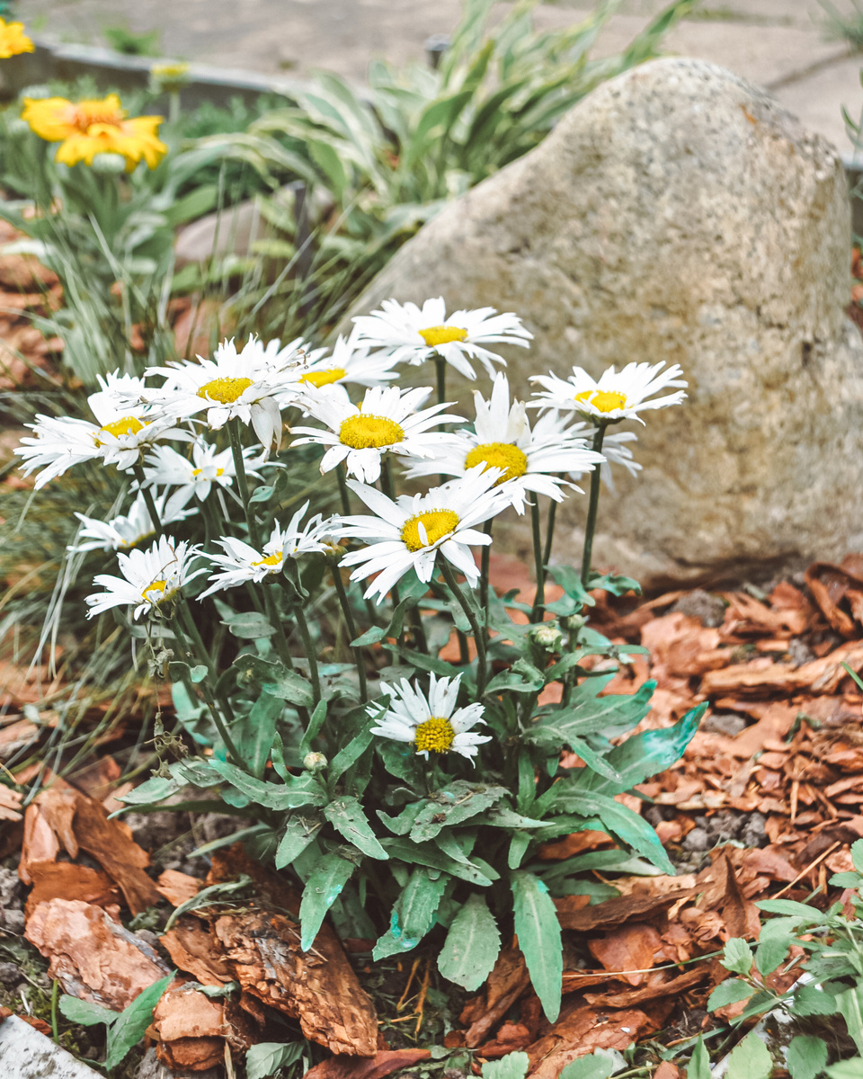 Один из «переехавших» на заднем плане. Очень тяжёлый! Лето, 2024