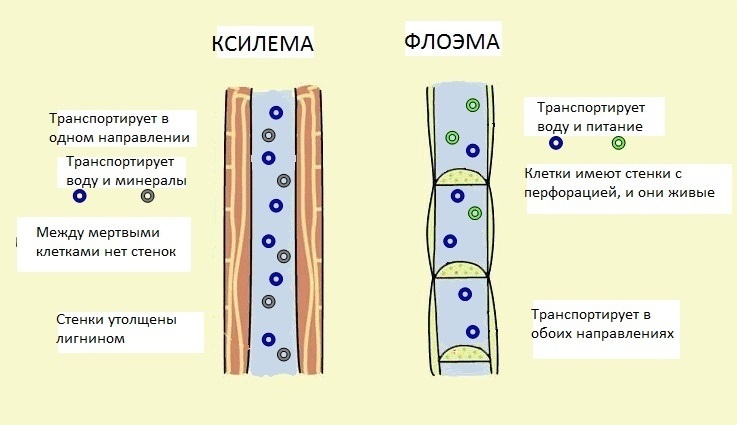Картинку взяла из интернета. Она встречается на многих сайтах. 