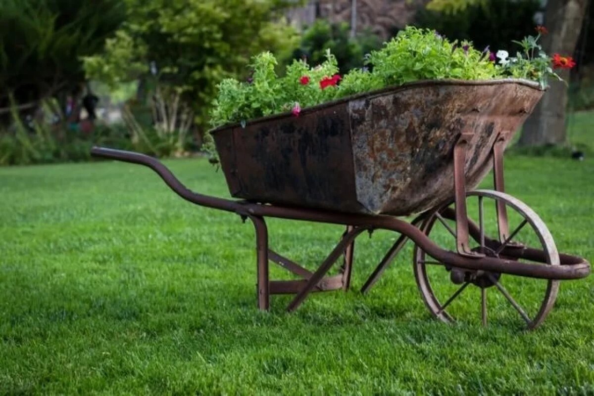    Зеленый ковер.