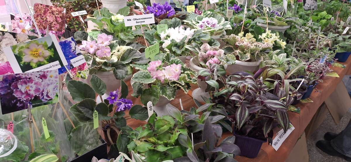 Фиалки и другие комнатные растения 