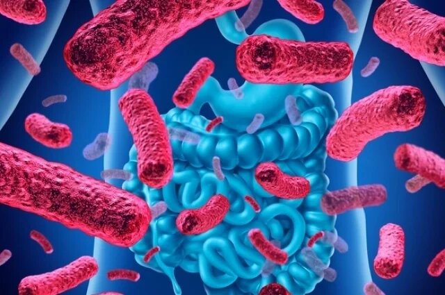    Что такое норовирус?