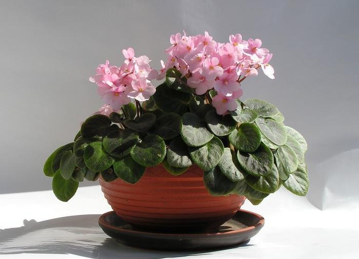 Как заставить фиалку цвести круглый год — простые советы для садоводов