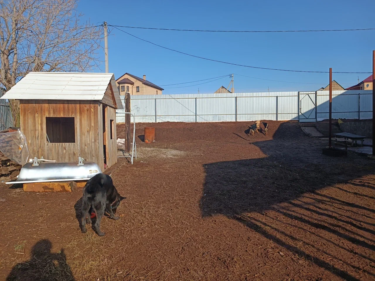 Еще пустой участок и собаки, которые не верят своему счастью