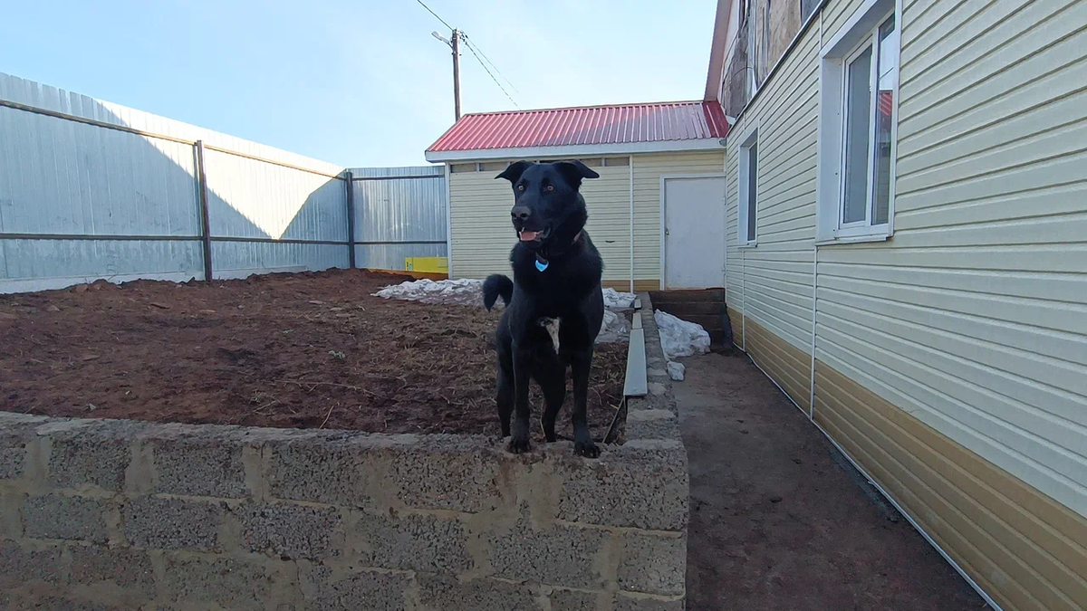 Тот самый Норд, который в машине согласился ехать только на коленочках.