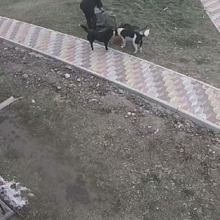 Скриншот с видео камер наблюдения