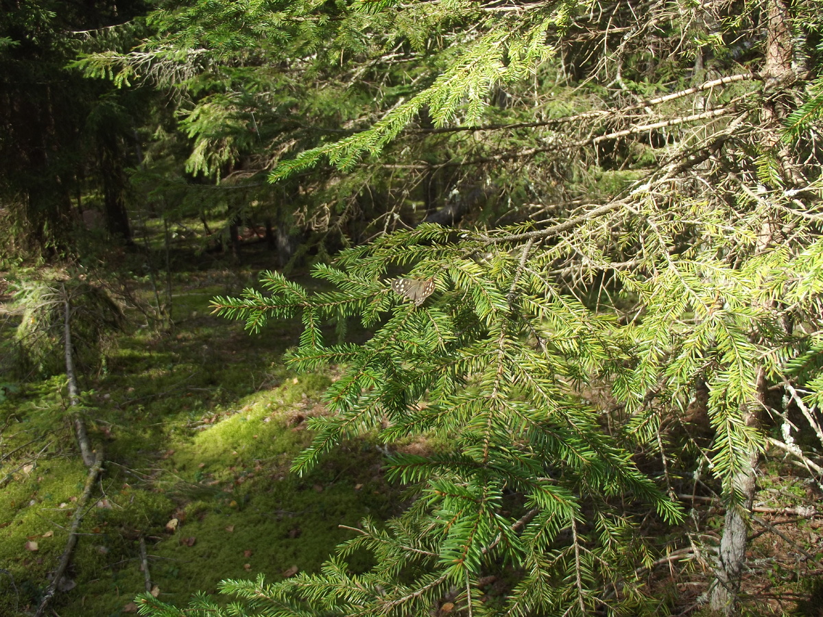 Бабочка на ели. 9 сентября 2024. Идрица