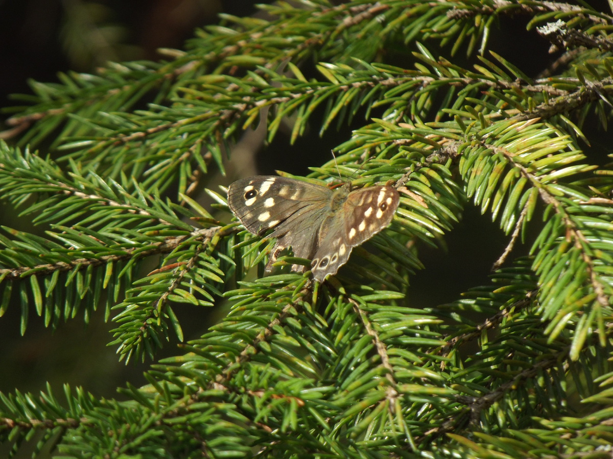 Крупным планом