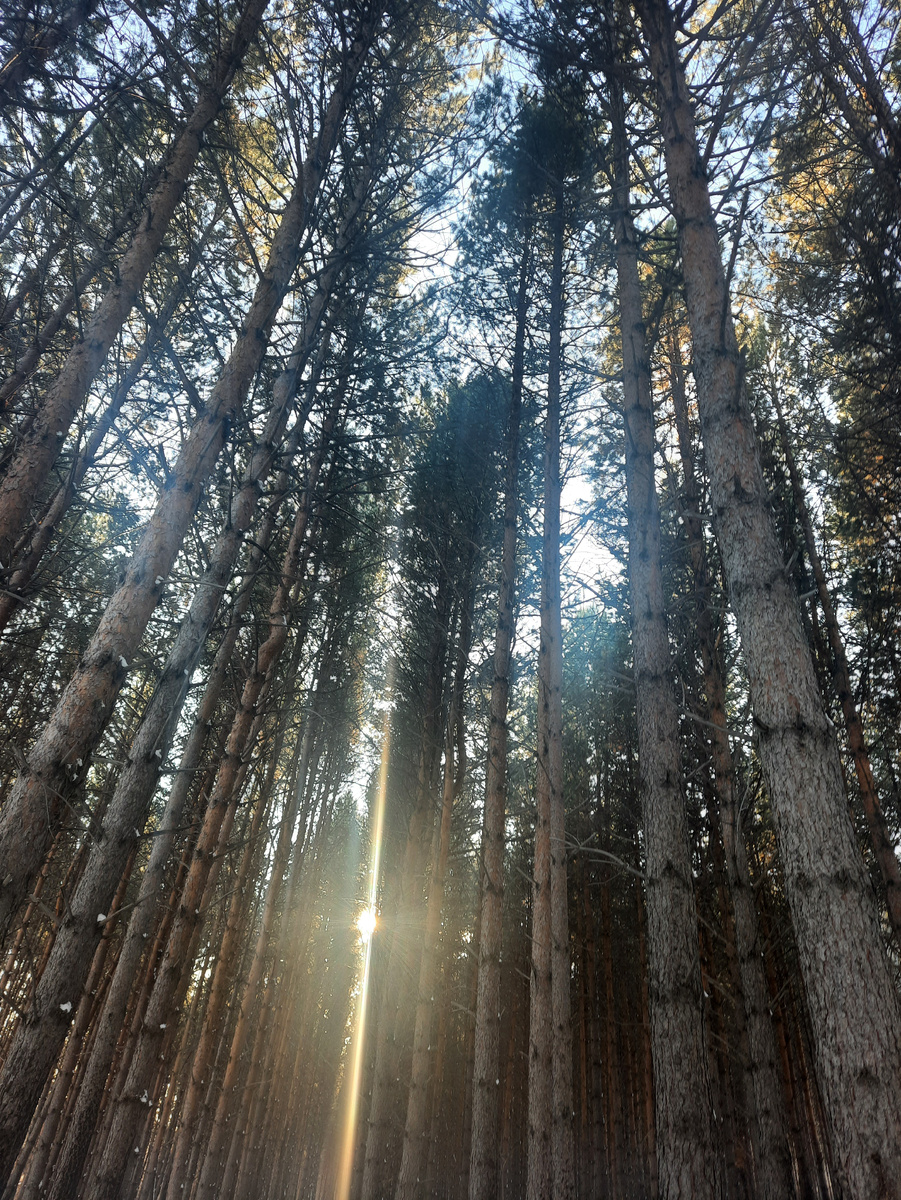 Стройные и высокие днревья.Фото автора.