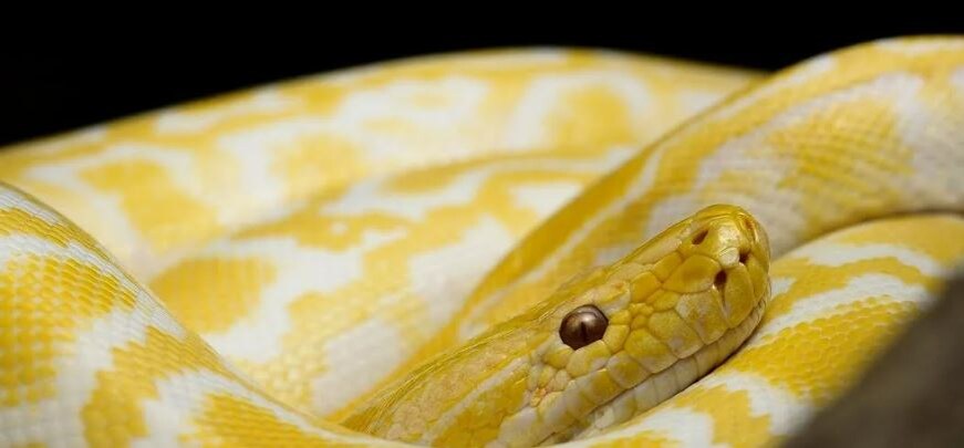 По-моему, вполне себе хитрая морда!