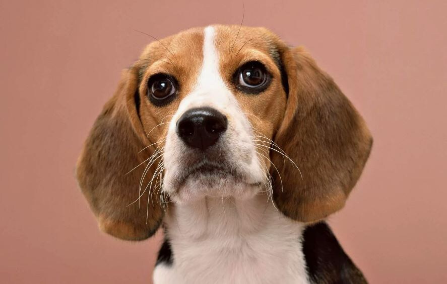 Чееестная... слов нет!