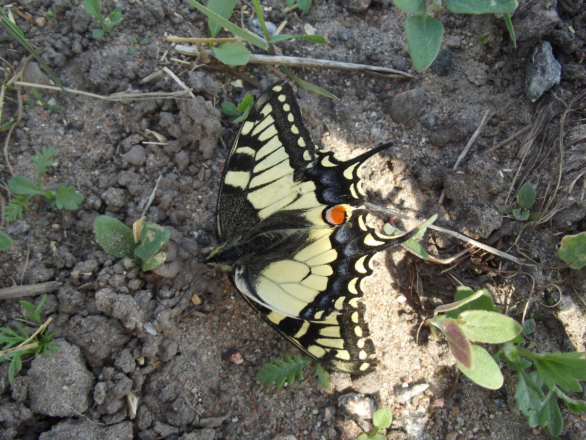 Махаон, погибший у Курска