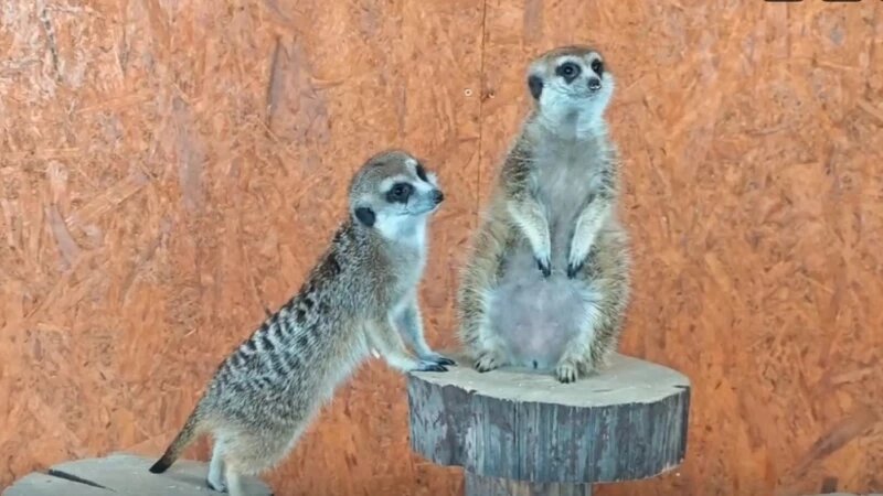     Сурикаты стоят на посту часового в барнаульском зоопарке сообщество зоопарка ВКонтакте