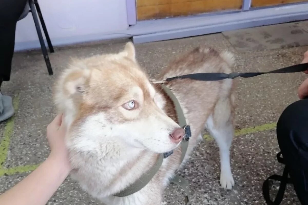    Пес Гром потерялся на даче в Краснокаменске – позднее его нашли с травмами