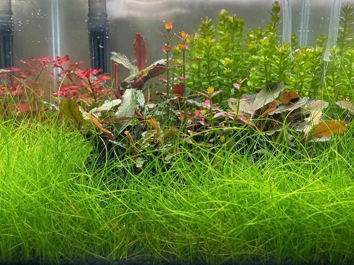 Элеохарис Парвула. Фото: Станислав Готвальд, г. Балашиха